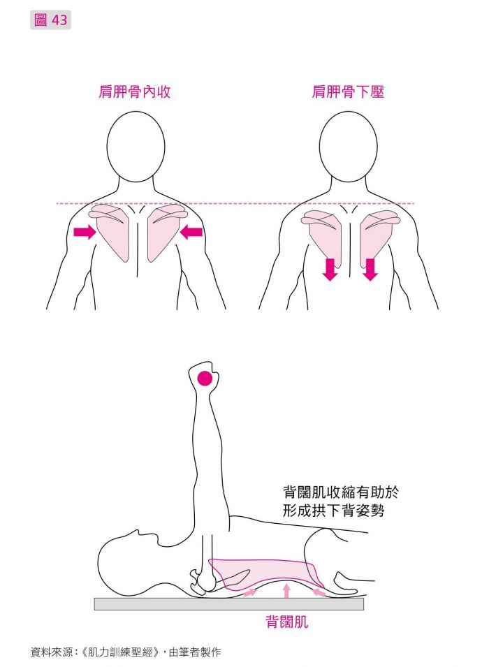 背阔肌位於肩胛骨下部(下角)至胸腰椎及骨盆的起始处,当肩胛骨下压而