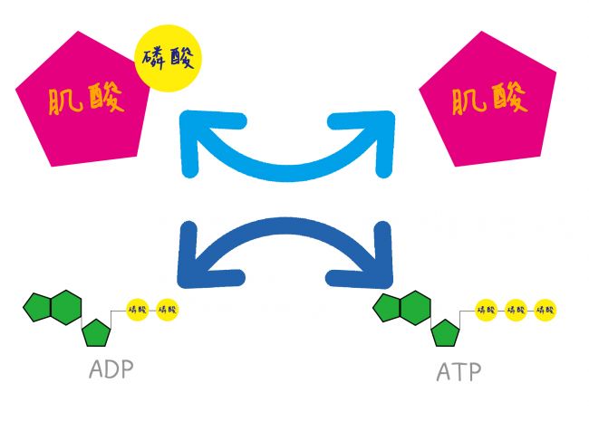 三磷酸腺苷二钠与ATP图片
