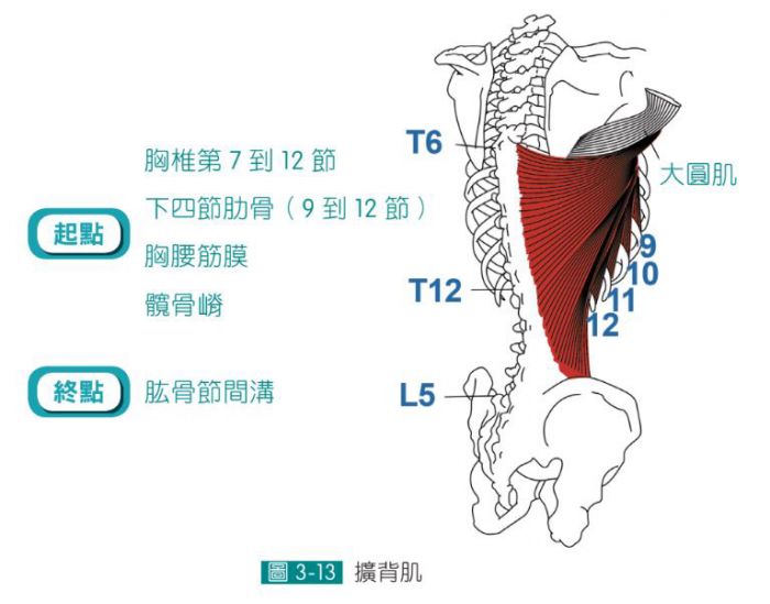 呼吸 啟動筋膜自癒的開關 為什麼擴背肌會緊繃呢 傷害預防 健康生活 運動視界sports Vision