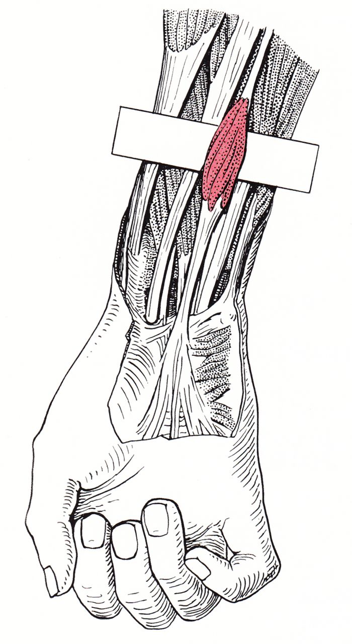 掌長肌連接肘關節內側