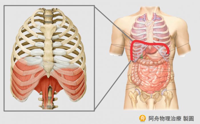 橫膈膜(diaphragm muscle)